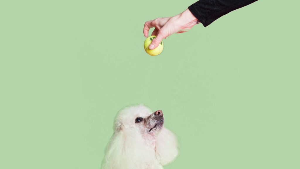 Why You Should Pay Attention Google Algorithm Updates